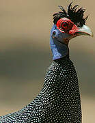 Eastern Crested Guineafowl