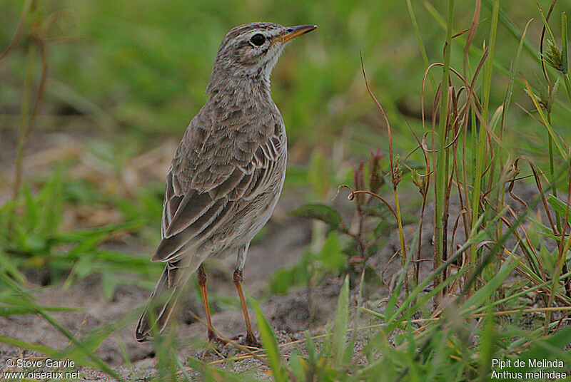 Malindi Pipitadult breeding