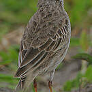 Pipit de Melinda