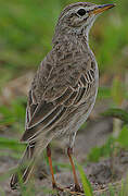 Malindi Pipit