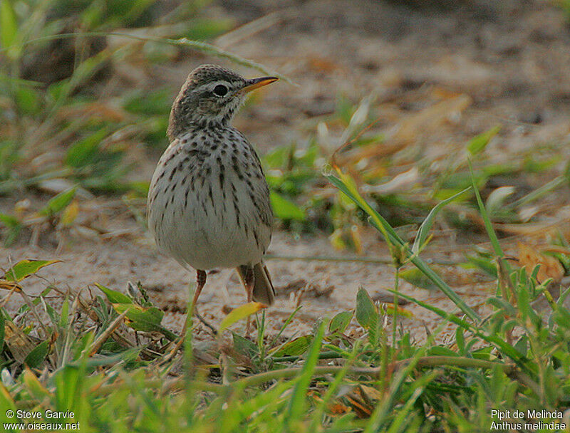 Pipit de Melindaadulte nuptial