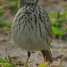 Pipit de Melinda