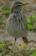 Malindi Pipit