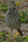 Malindi Pipit