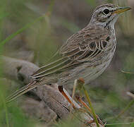 Malindi Pipit