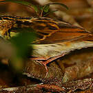 Pipit de Sokoke
