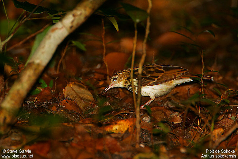 Pipit de Sokokeadulte