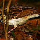 Pipit de Sokoke