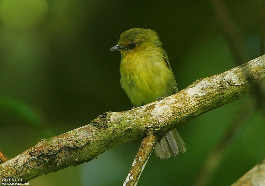 Ochre-lored Flatbilladult, identification