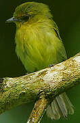 Ochre-lored Flatbill