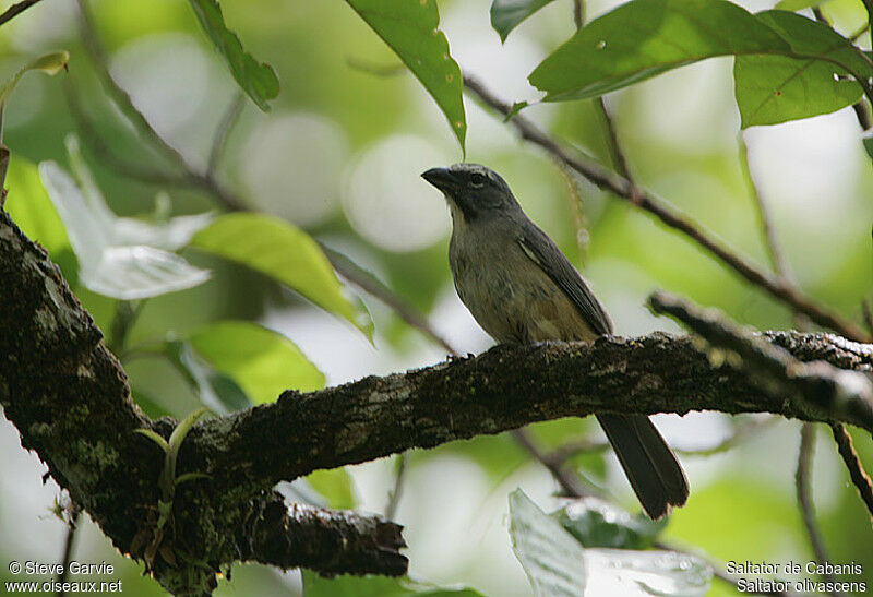 Olive-grey Saltator male adult breeding