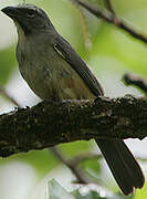 Olive-grey Saltator