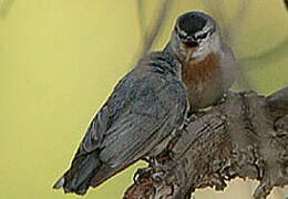 Krüper's Nuthatch