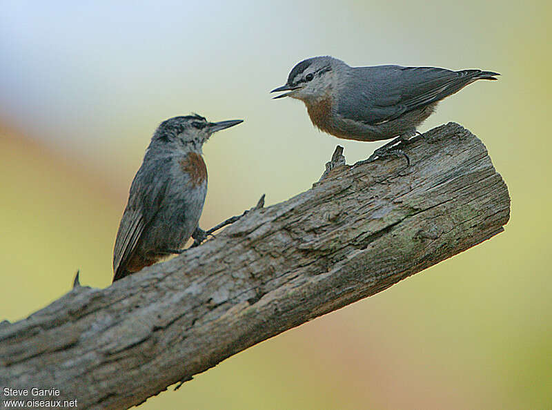 Sittelle de Krüperjuvénile, identification