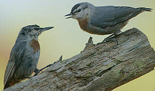 Krüper's Nuthatch