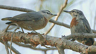 Krüper's Nuthatch