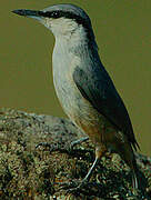 Western Rock Nuthatch