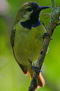 Plain-backed Sunbird