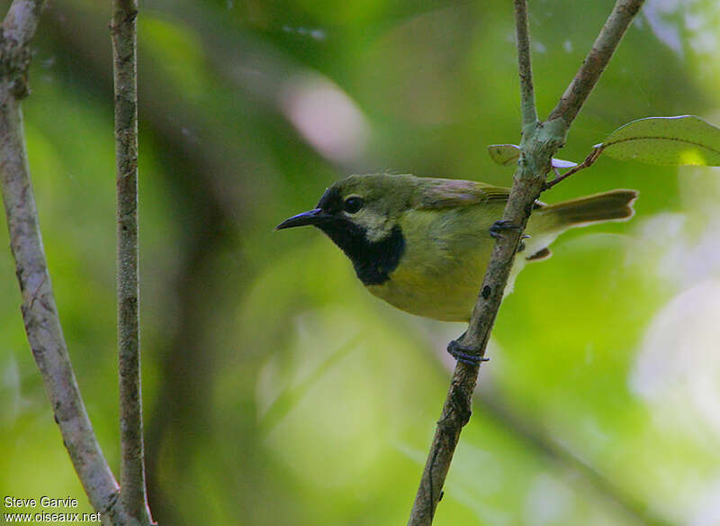 Plain-backed Sunbird male adult breeding, identification