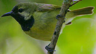 Plain-backed Sunbird