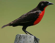 Red-breasted Meadowlark