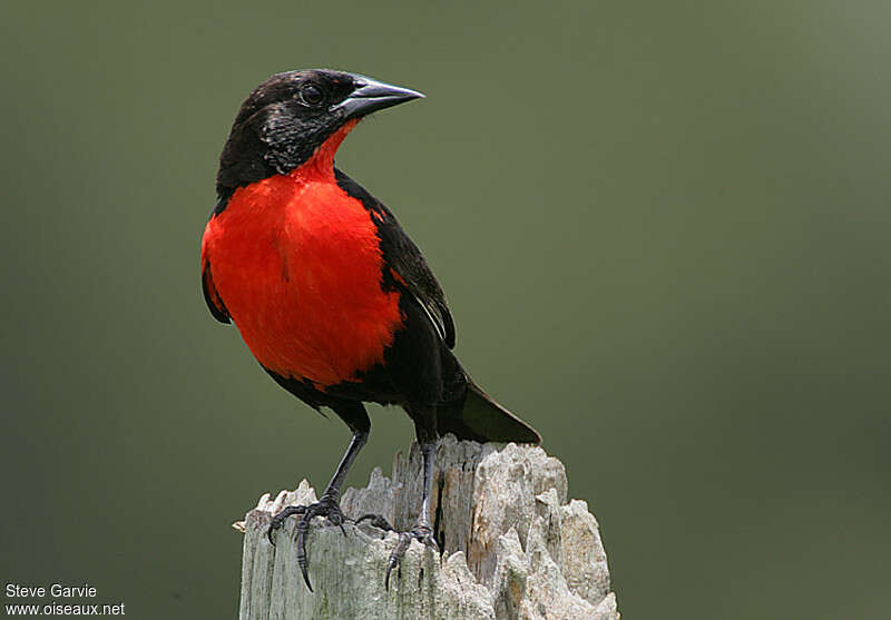 Red-breasted Blackbird male adult breeding, close-up portrait, Behaviour