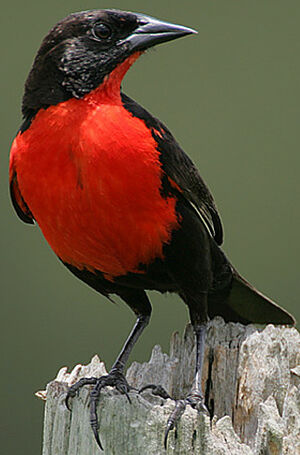 Red-breasted Blackbird : Pictures.