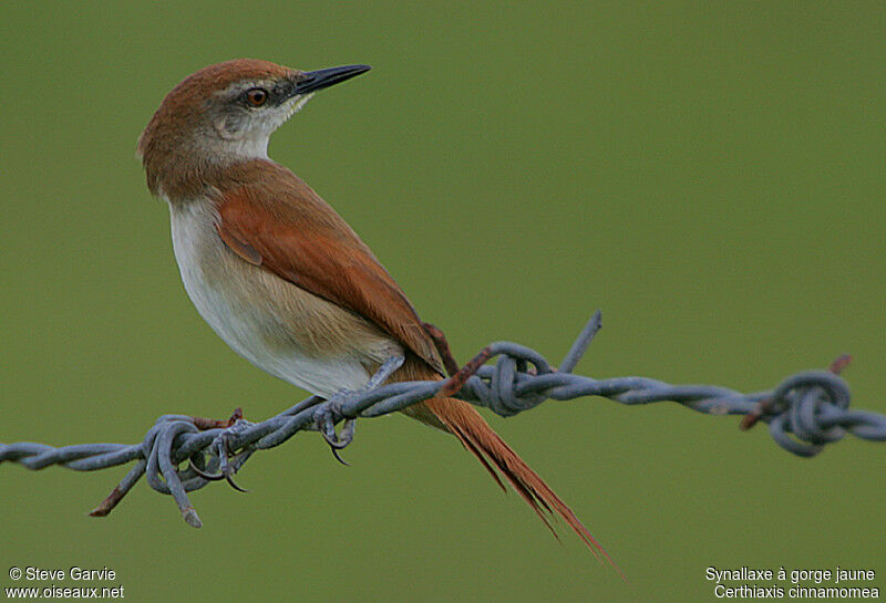 Yellow-chinned Spinetailadult breeding