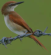 Yellow-chinned Spinetail