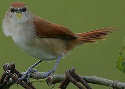 Yellow-chinned Spinetail