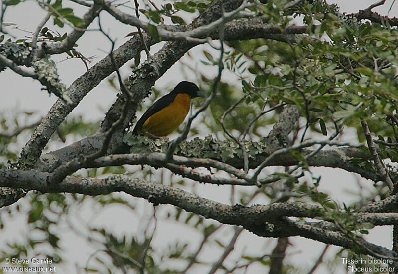 Dark-backed Weaveradult breeding