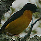 Tisserin bicolore