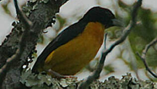 Dark-backed Weaver