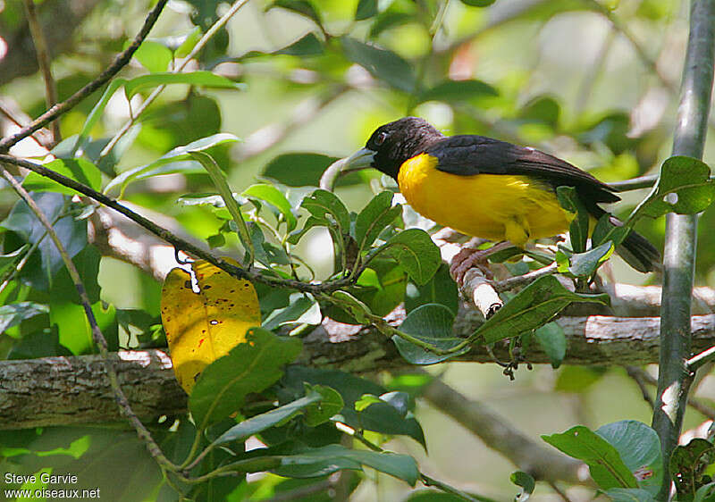 Dark-backed Weaveradult breeding, habitat, pigmentation