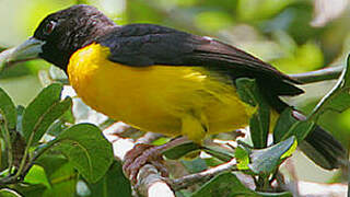 Dark-backed Weaver