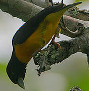 Dark-backed Weaver