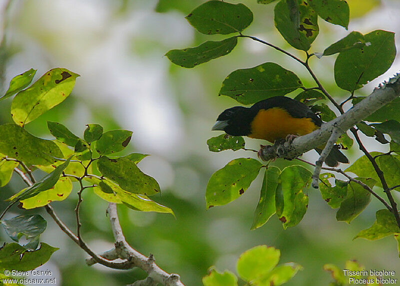 Dark-backed Weaveradult breeding