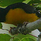 Tisserin bicolore
