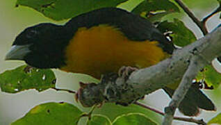 Dark-backed Weaver