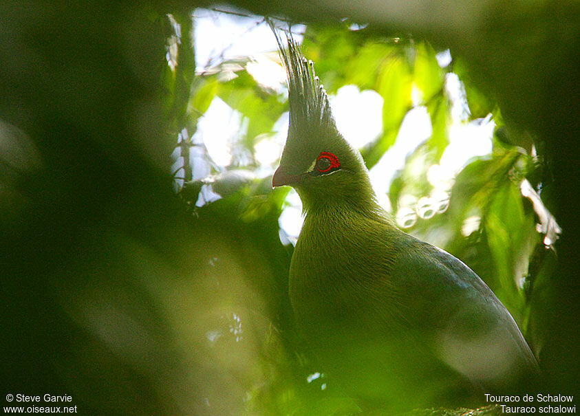 Touraco de Schalow mâle adulte nuptial