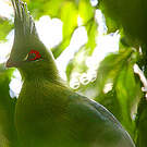 Touraco de Schalow