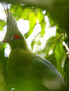 Schalow's Turaco