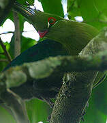 Schalow's Turaco