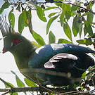 Touraco de Schalow