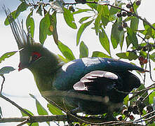 Schalow's Turaco