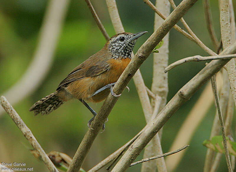 Rufous-breasted Wrenadult, identification