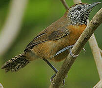 Rufous-breasted Wren