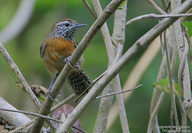 Rufous-breasted Wrenadult breeding