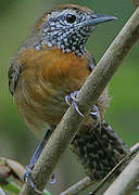 Rufous-breasted Wren