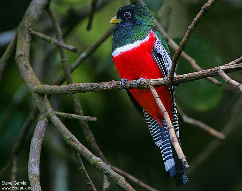 Collared Trogon male adult breeding, identification